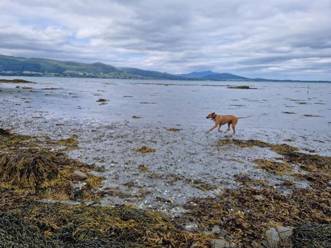 Carlingford Mountain And Sea Views Daire Dış mekan fotoğraf